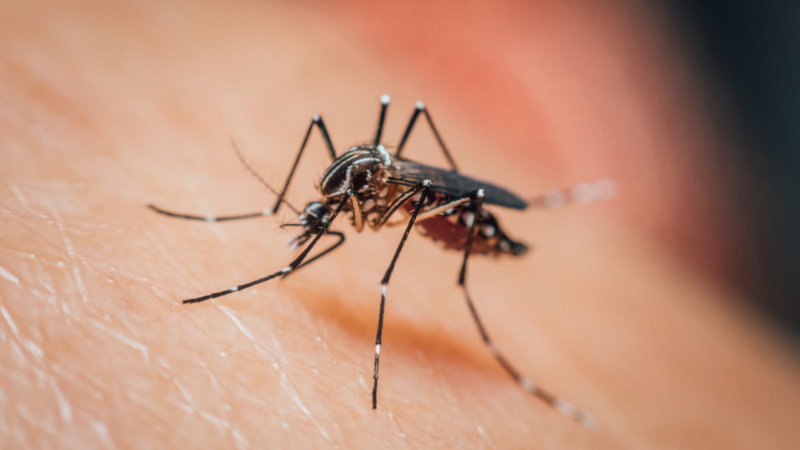 a close-up photo of a mosquito on human skin.